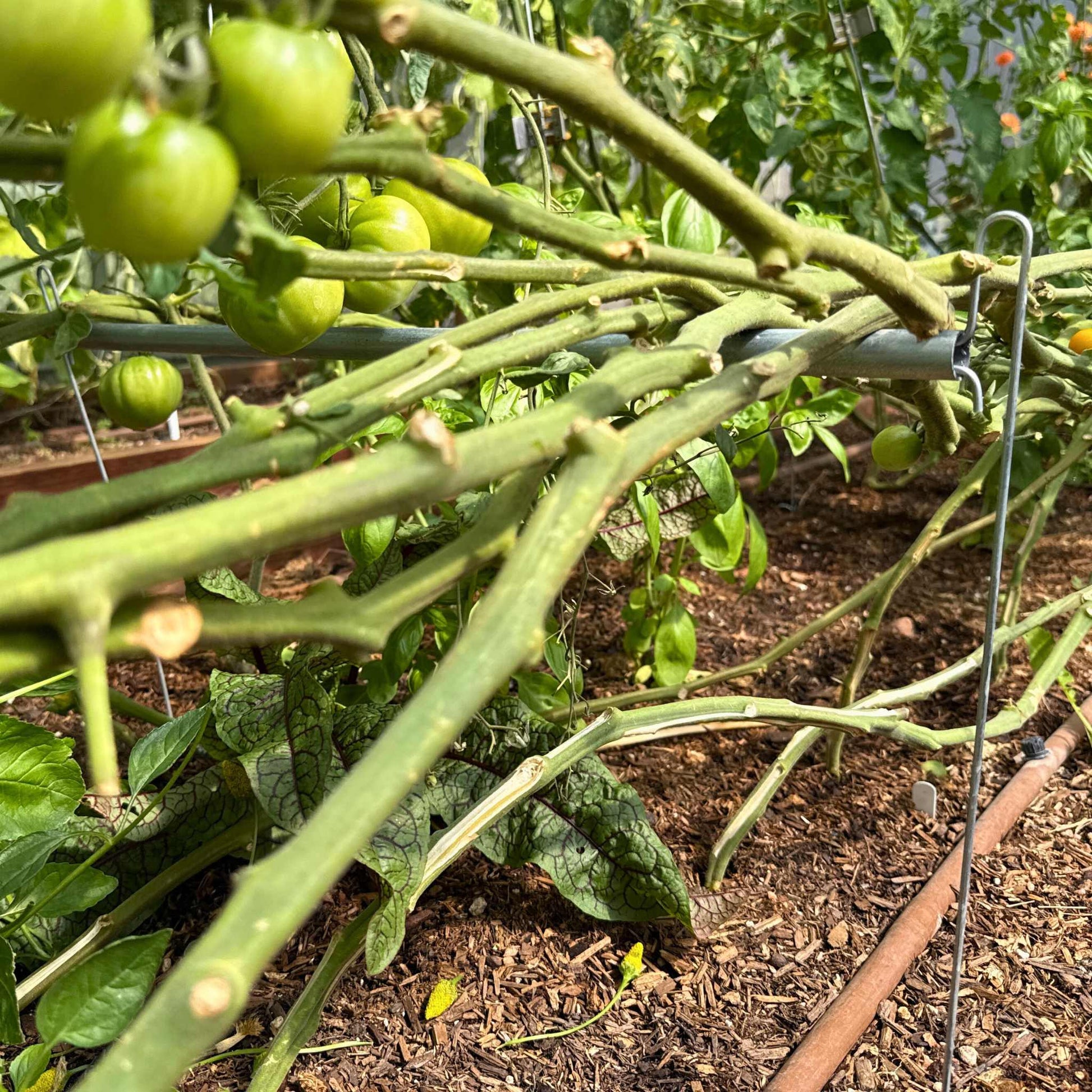 Vine Buddy Trellis Support - Midwest Grow LLC