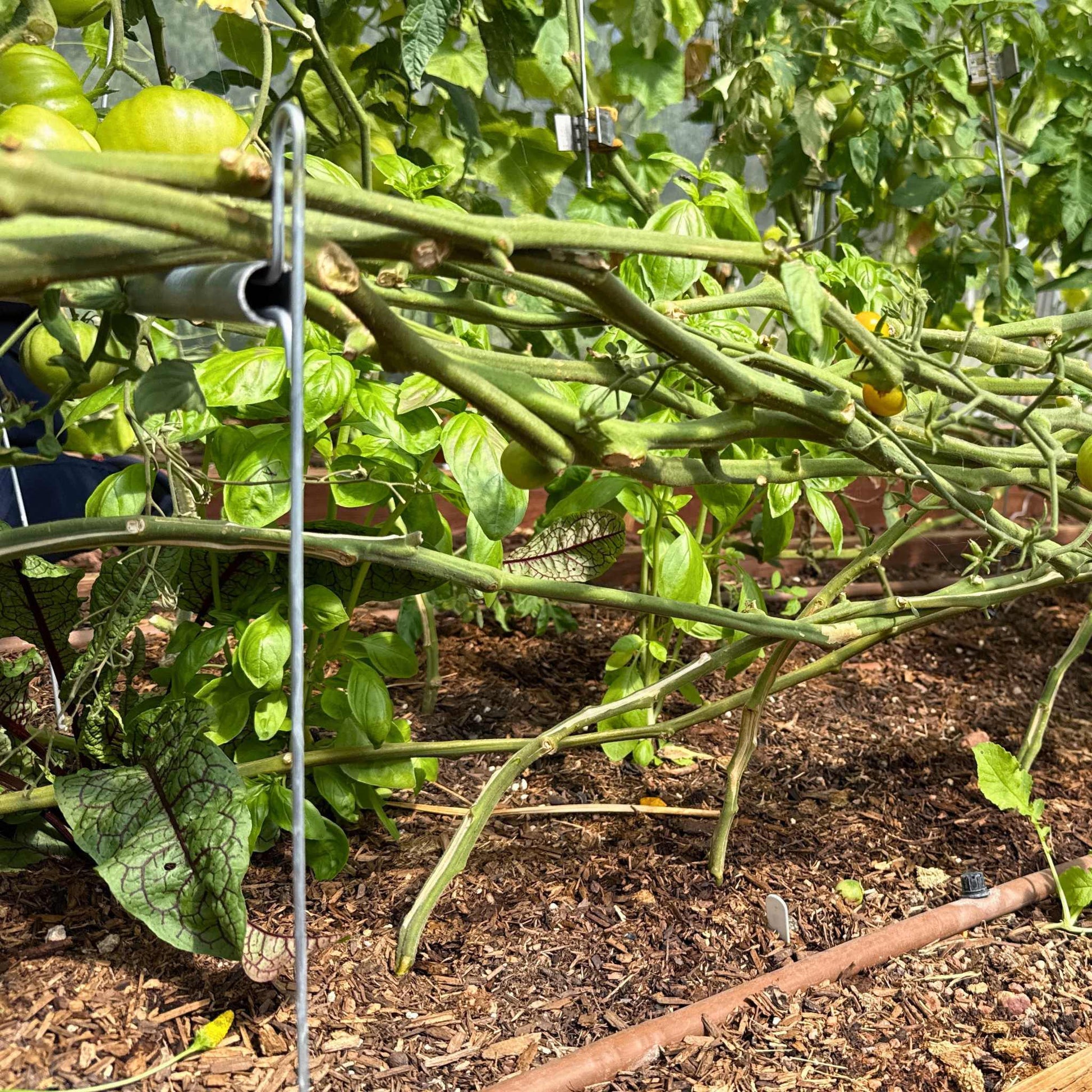 Vine Buddy Trellis Support - Midwest Grow LLC