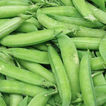 Wando Bush Pea Seeds