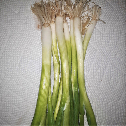 Onion Warrior Bunching Seeds