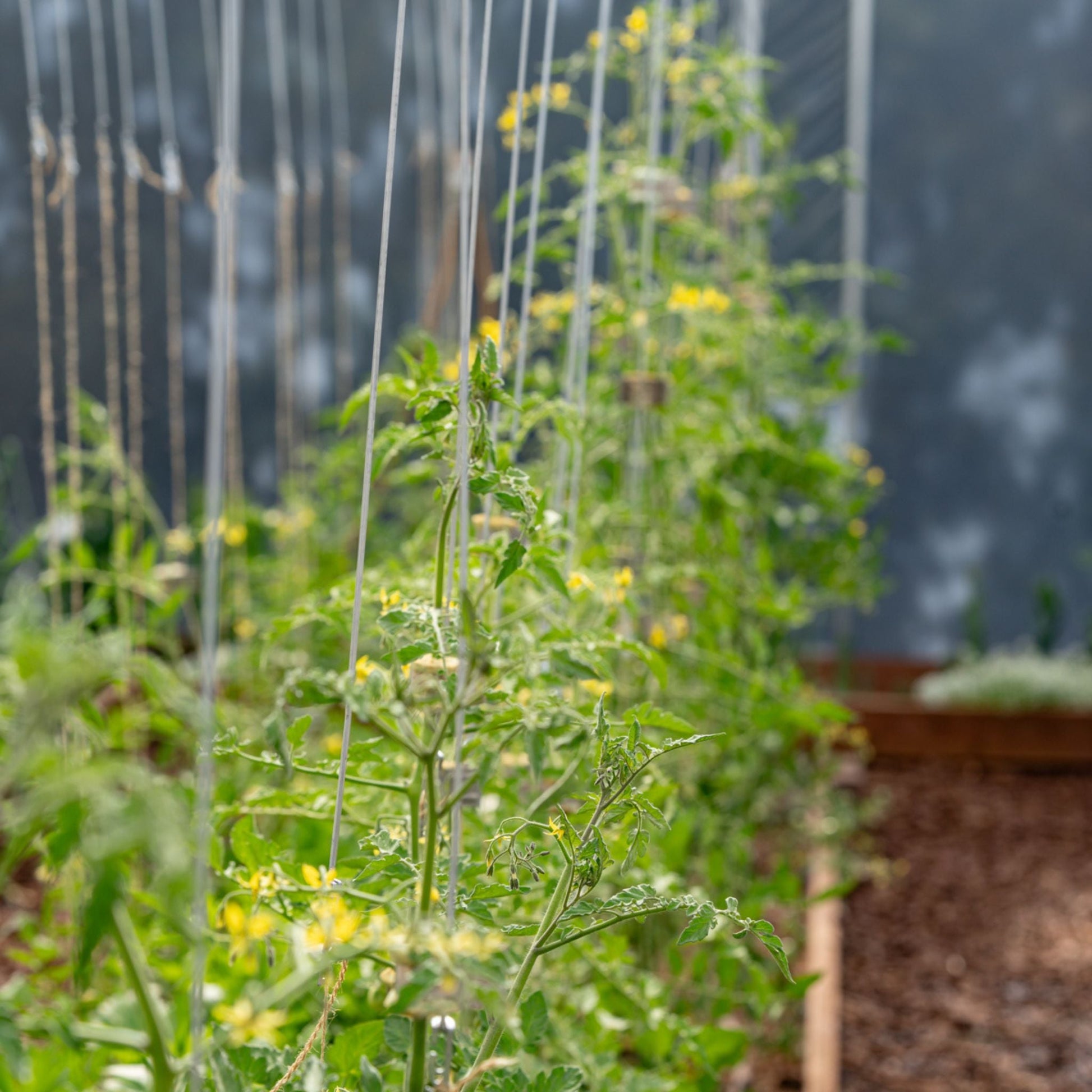 Qlipr Trellising System - Midwest Grow LLC