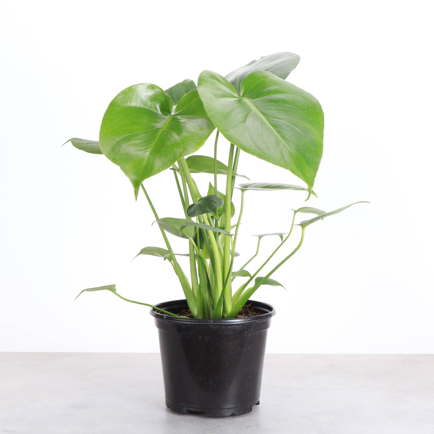 Monstera Deliciosa - Live Plant: