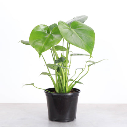 Monstera Deliciosa - Live Plant: