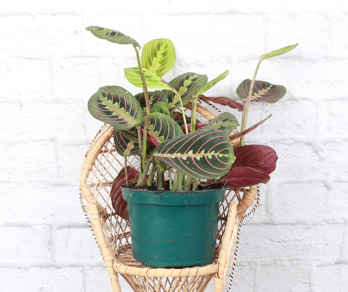 Red Prayer Plant - Live Plant: