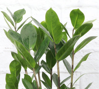 ZZ Plant - Live Plant: