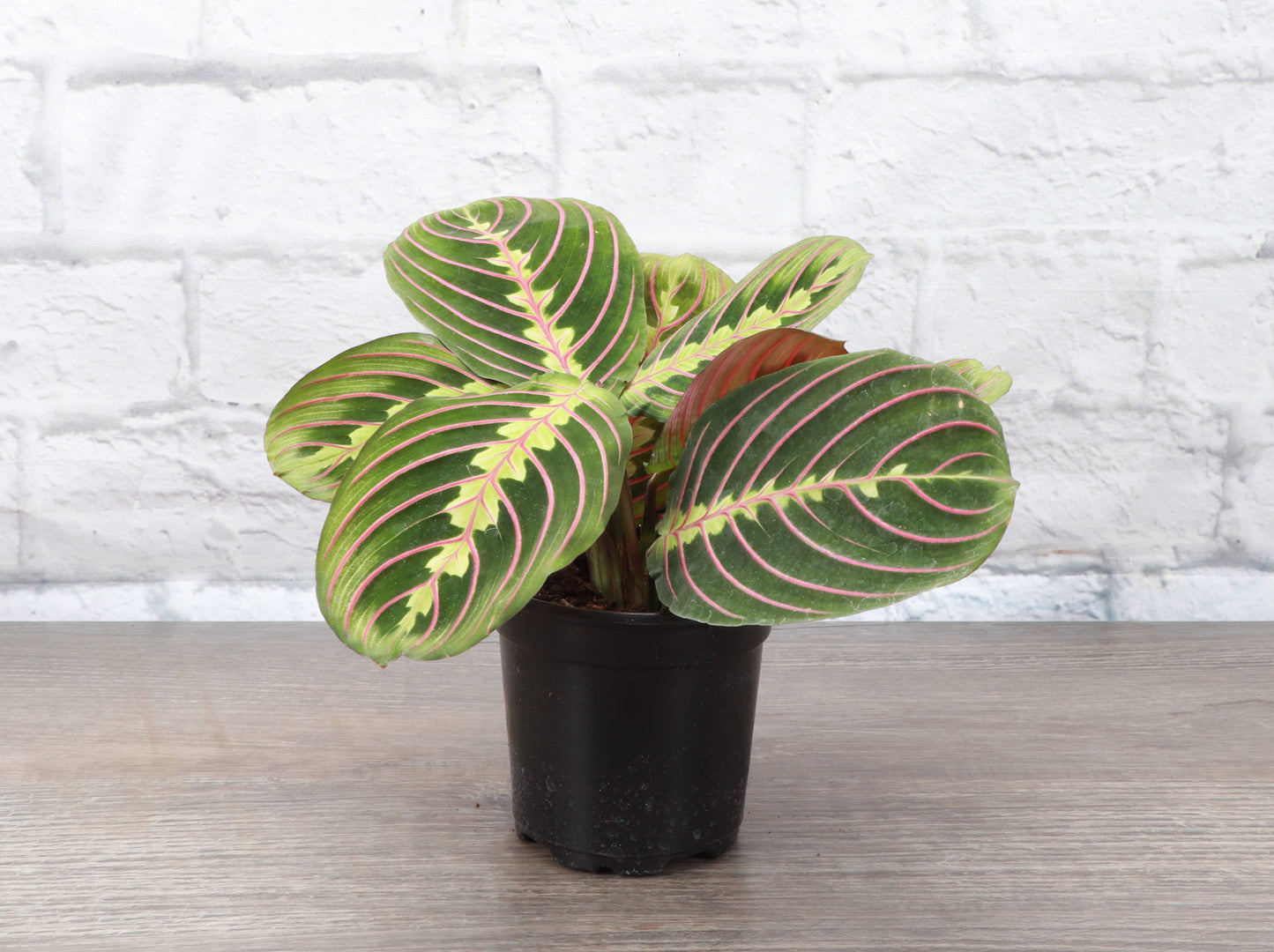 Red Prayer Plant - Live Plant: