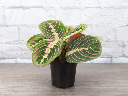 Red Prayer Plant - Live Plant: