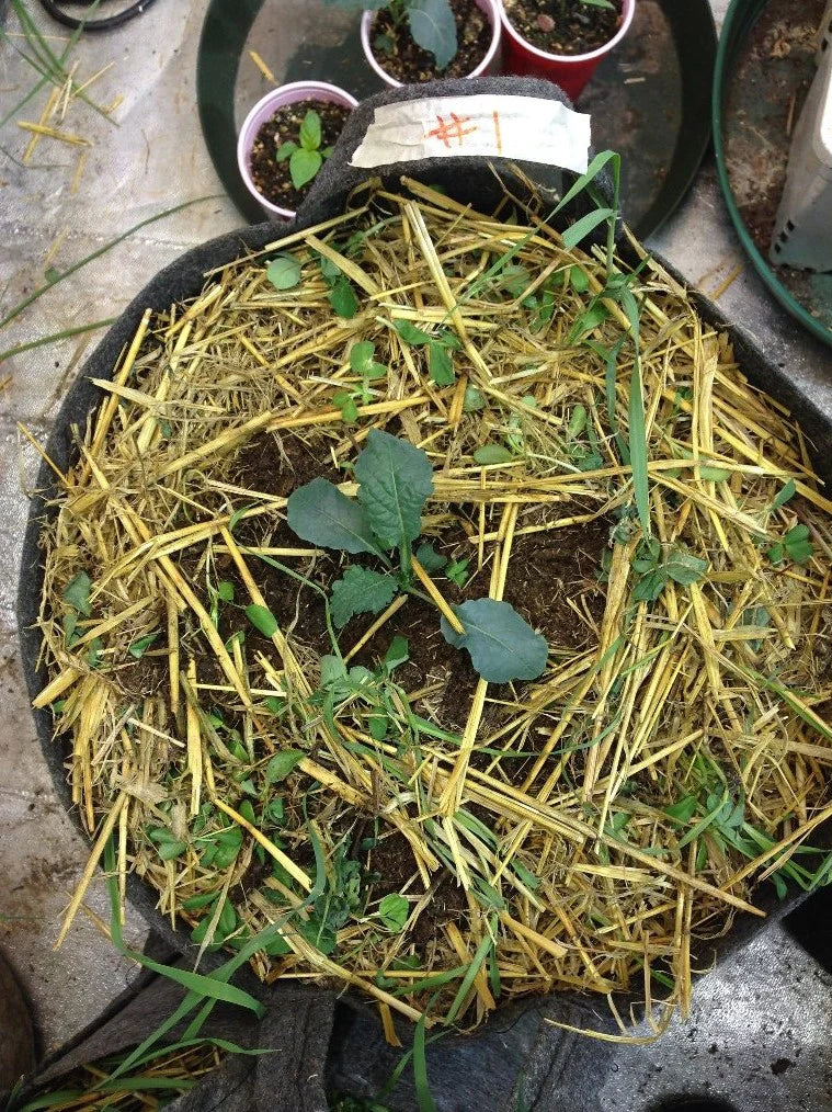 Certified Organic Straw Mulch - Midwest Grow LLC