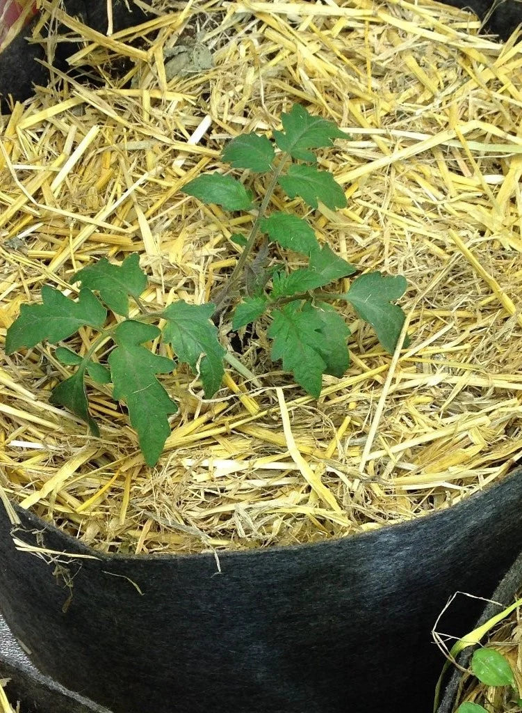 Certified Organic Straw Mulch - Midwest Grow LLC