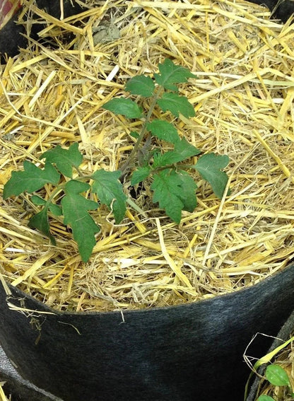 Certified Organic Straw Mulch - Midwest Grow LLC