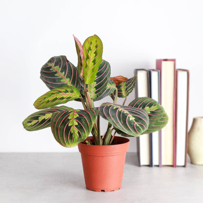Red Prayer Plant - Live Plant: