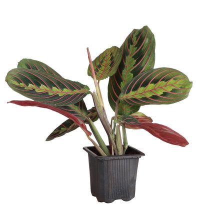 Red Prayer Plant - Live Plant: