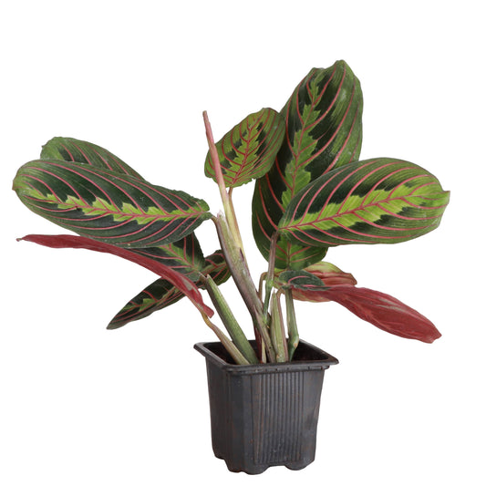 Red Prayer Plant - Live Plant: