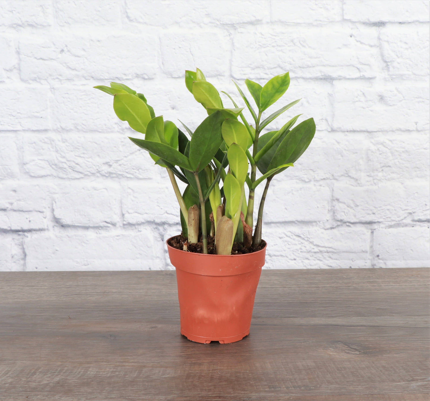 ZZ Plant - Live Plant: