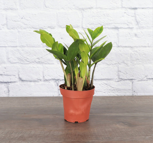 ZZ Plant - Live Plant: