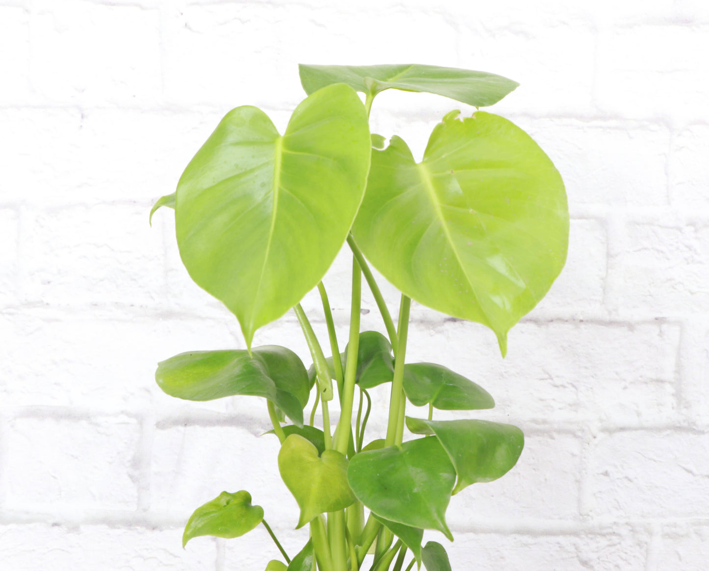 Monstera Deliciosa - Live Plant: