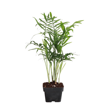 Neanthe Bella Palm, Parlor Palm