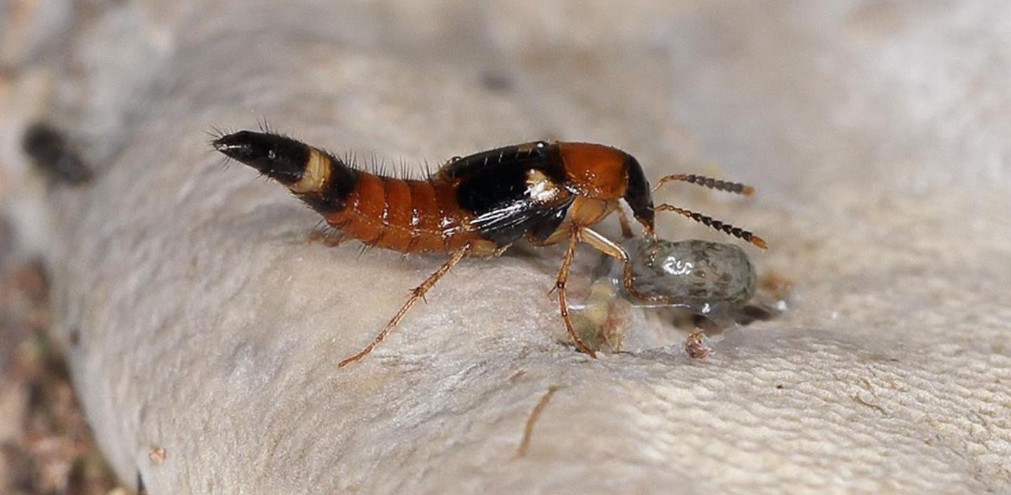 Dalotia (Atheta) coriaria [Rove beetles]