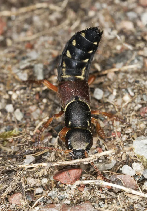 Dalotia (Atheta) coriaria [Rove beetles]