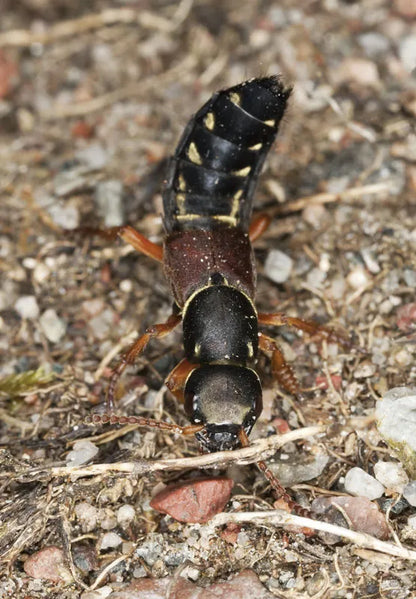 Dalotia (Atheta) coriaria [Rove beetles]