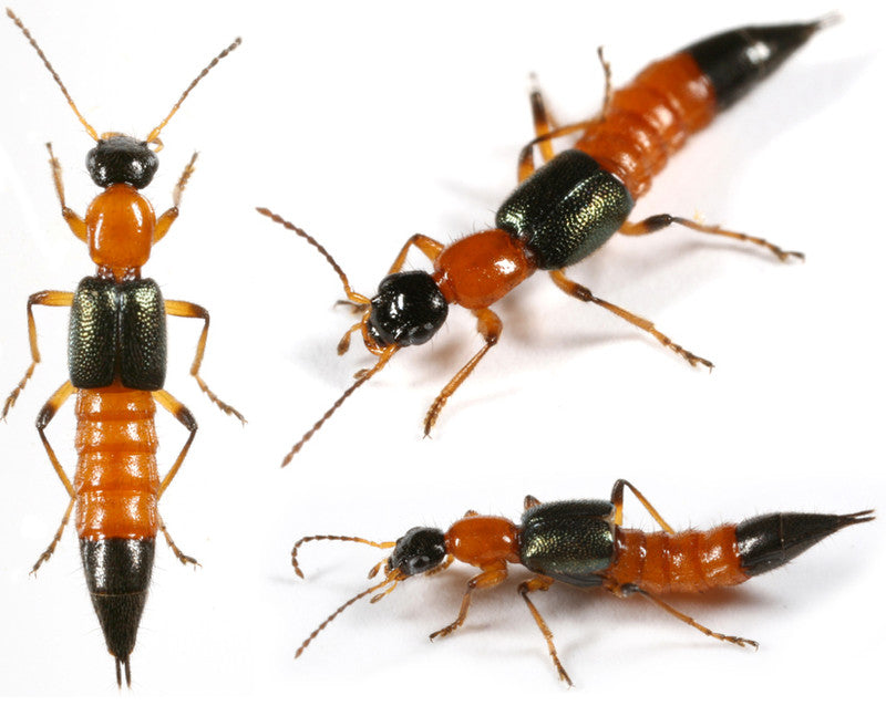Dalotia (Atheta) coriaria [Rove beetles]