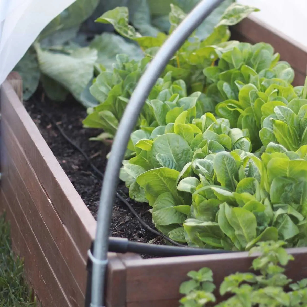 Watering - Raised Bed Drip Irrigation Kit - Midwest Grow LLC