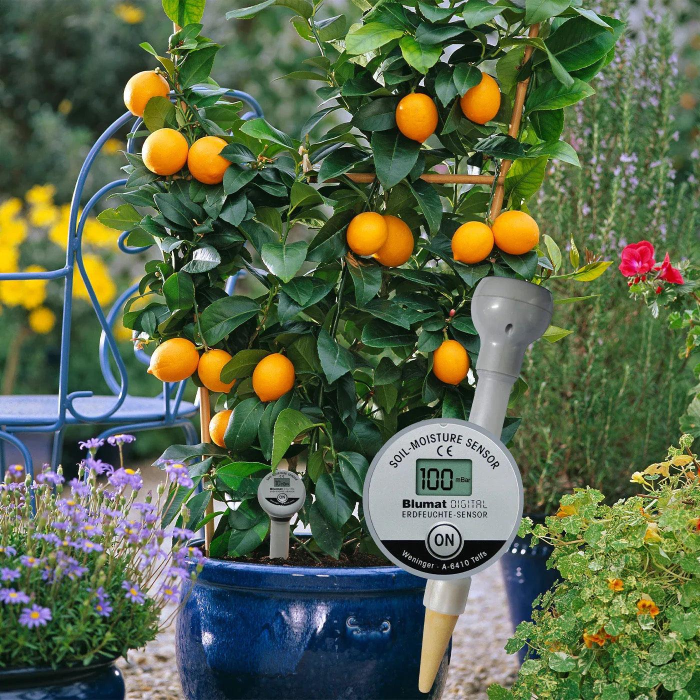 Blumat Digital Moisture Meter Kits - Midwest Grow LLC