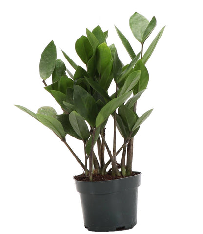ZZ Plant - Live Plant: