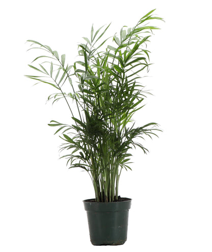 Neanthe Bella Palm, Parlor Palm
