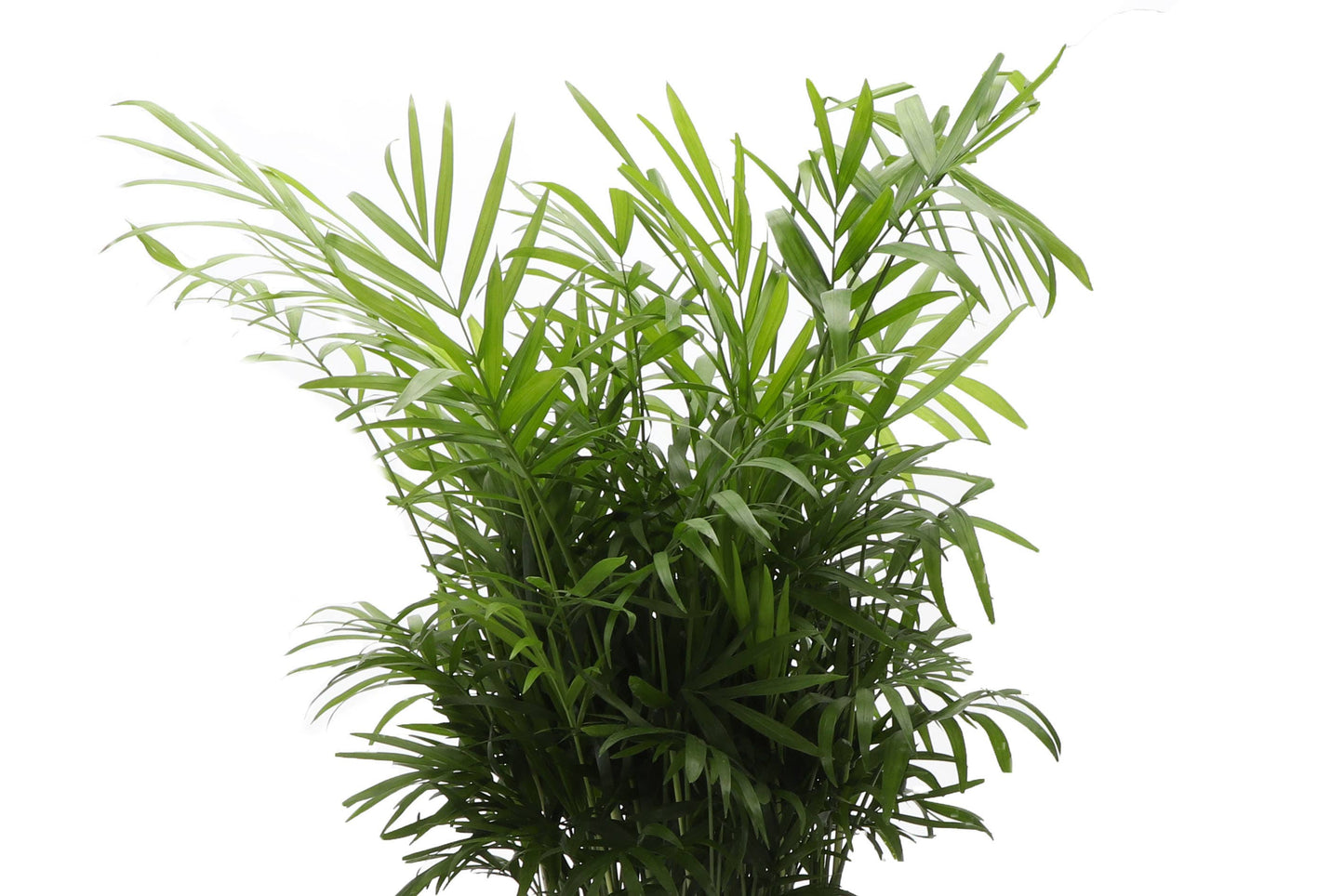 Neanthe Bella Palm, Parlor Palm