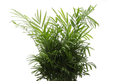 Neanthe Bella Palm, Parlor Palm