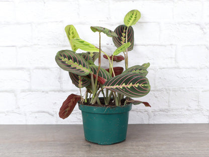 Red Prayer Plant - Live Plant: