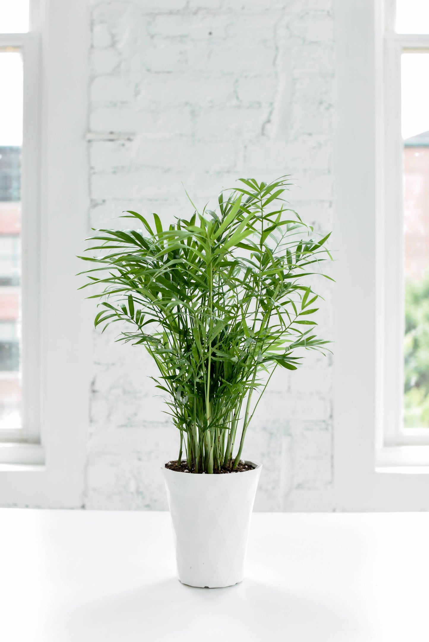 Neanthe Bella Palm, Parlor Palm