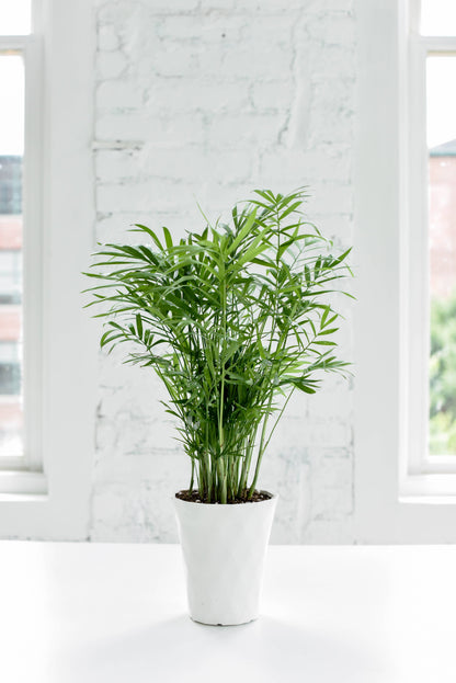 Neanthe Bella Palm, Parlor Palm