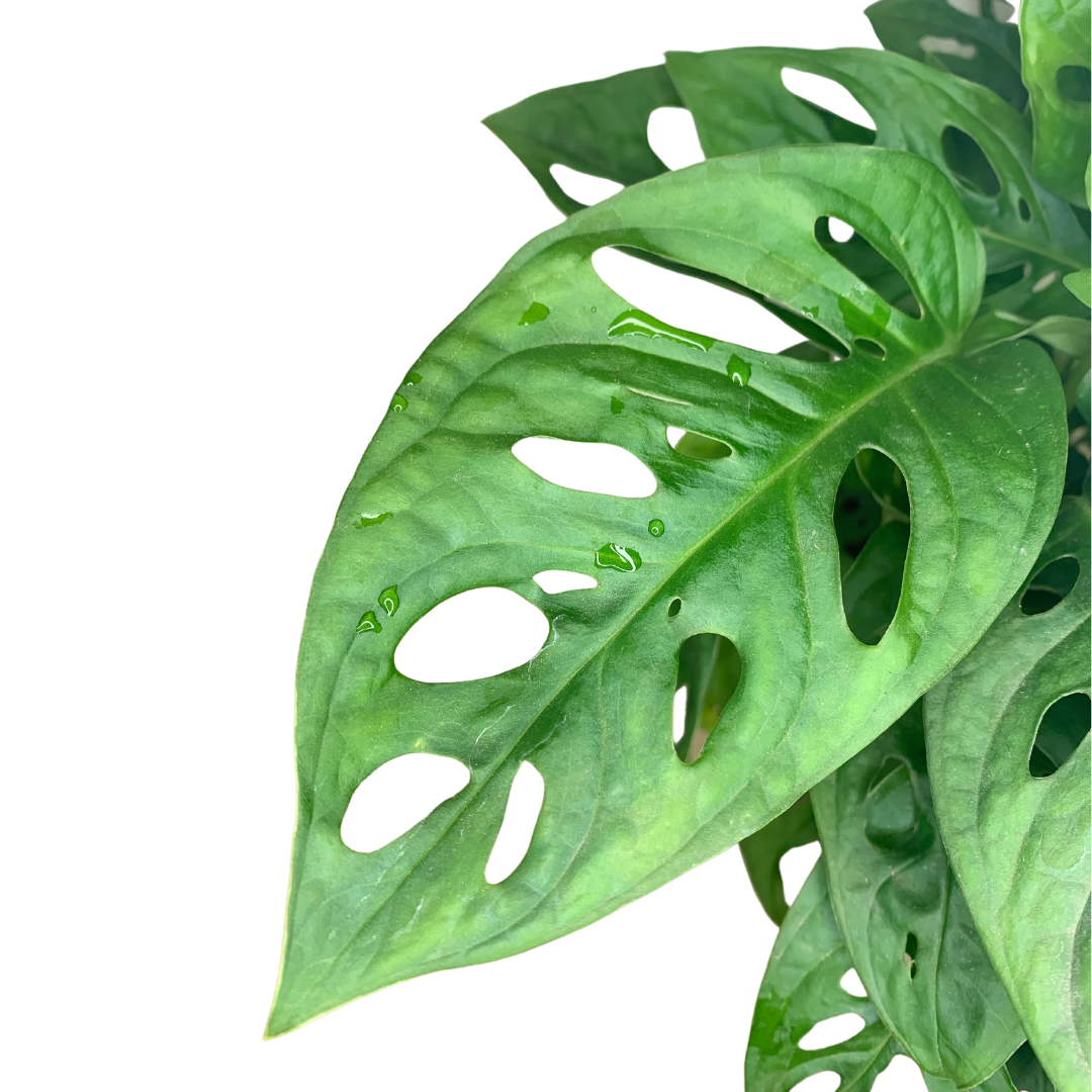 Swiss Cheese Plant (Monstera adansonii) – Live Houseplant:
