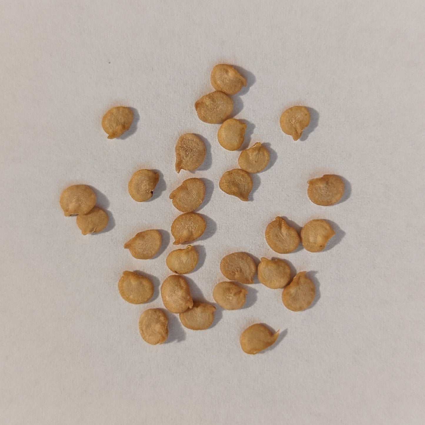 ZIZZLER II Hybrid Hot Pepper Seeds