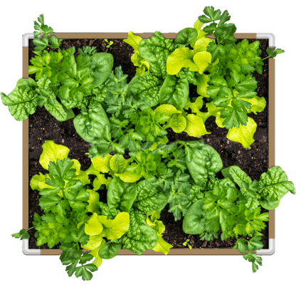 Living Soil Fabric Bed