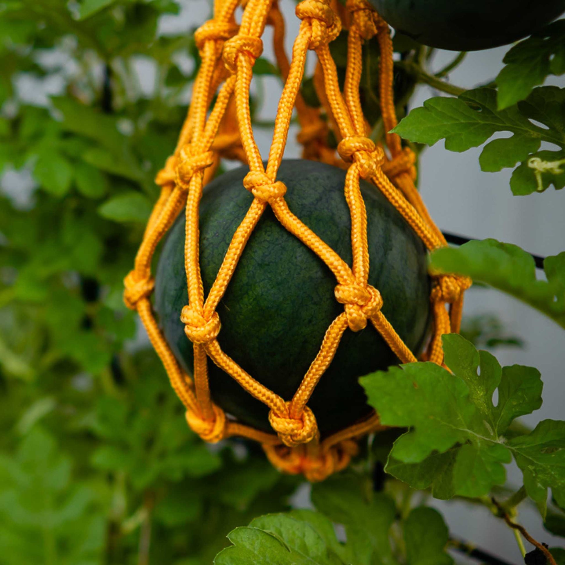 Melon Cradles - Midwest Grow LLC