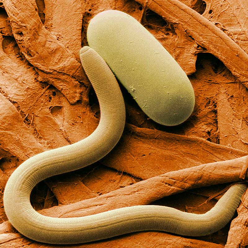 Nematodes NEMAforce SC Steinernema carpocapsae - Beneficial Insects