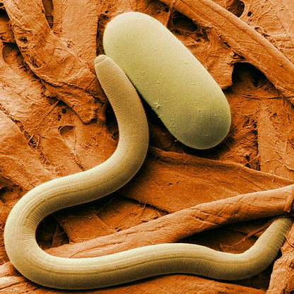 Nematodes NEMAforce SC Steinernema carpocapsae - Beneficial Insects