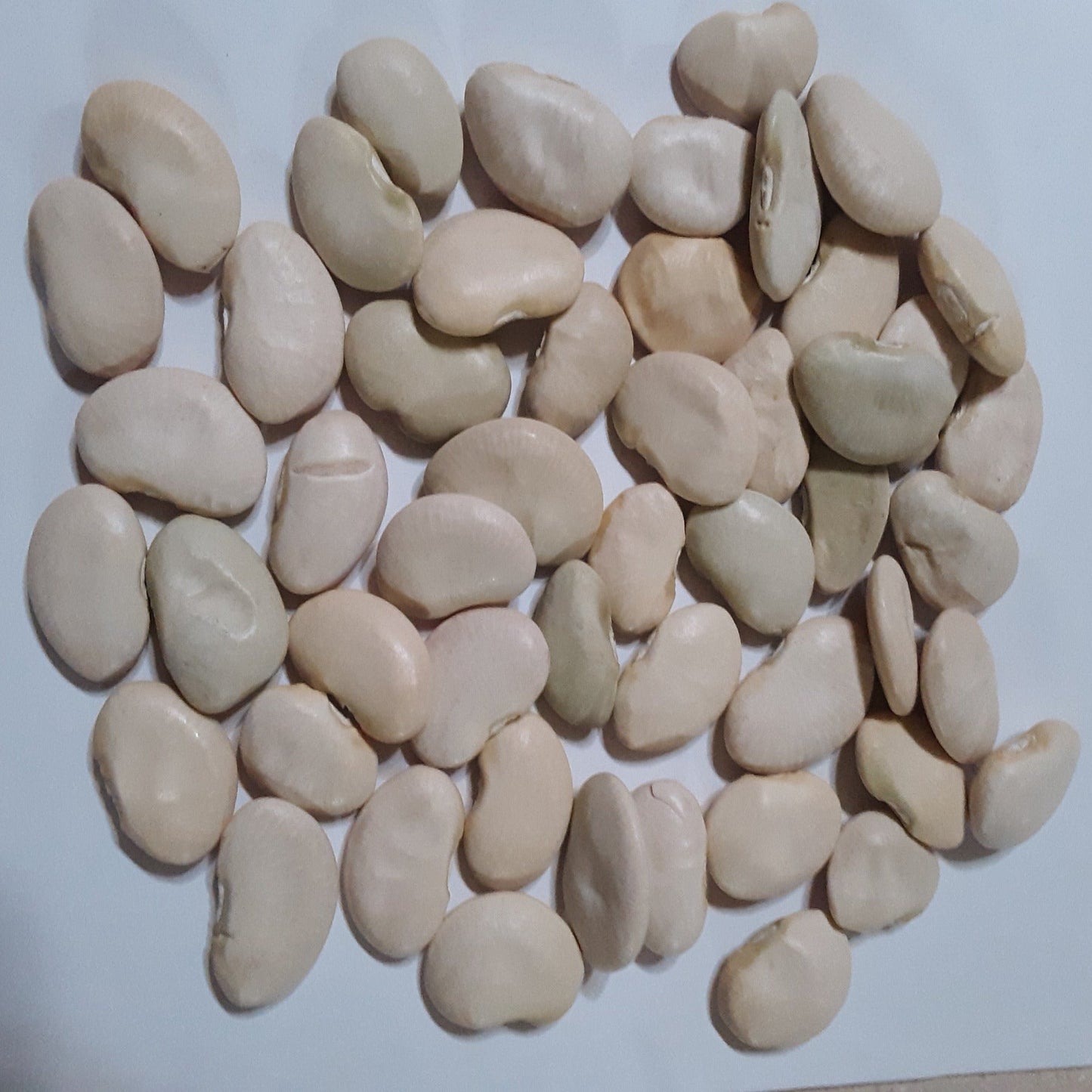 Pole Lima Bean King of the Garden Seeds