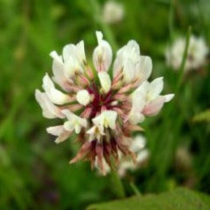 Papaw's Garden Supply White Dutch Heirloom Clover Cover Crop Seed 4oz Packs